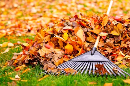 Spring vs. Fall Yard Cleanups: What Your Lawn Actually Needs Each Season